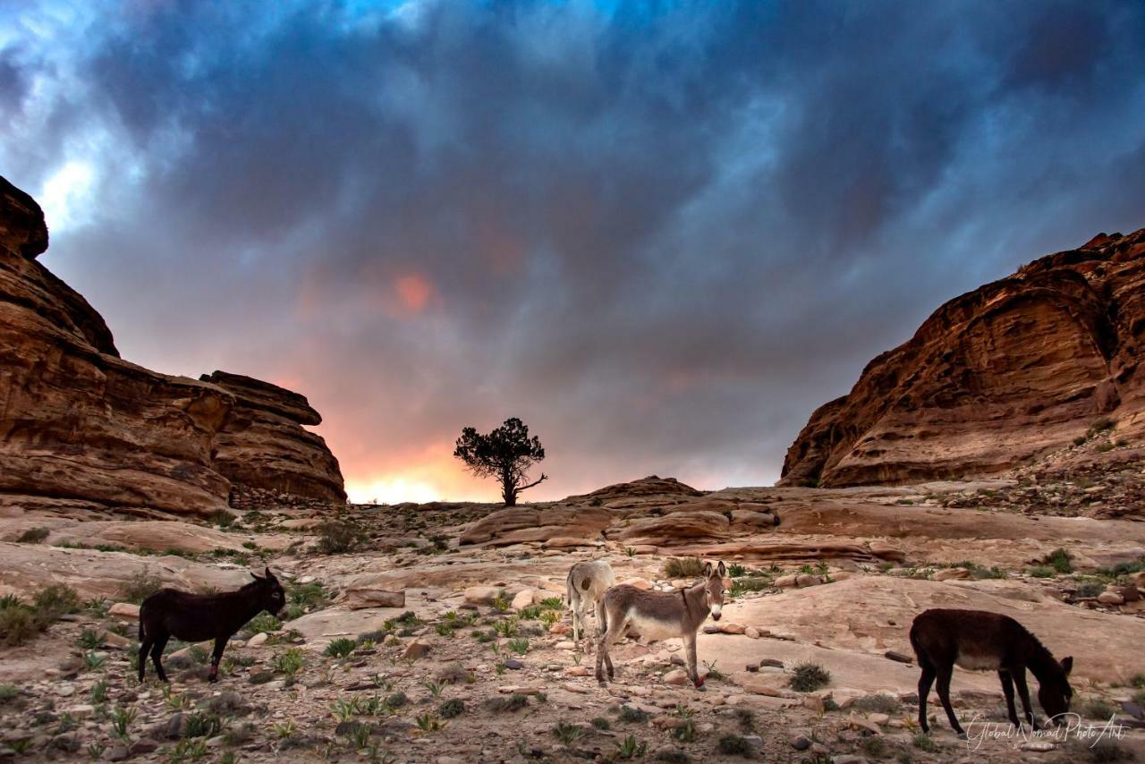مبيت وإفطار وادي موسى Bedouin Pink Ecohouse المظهر الخارجي الصورة
